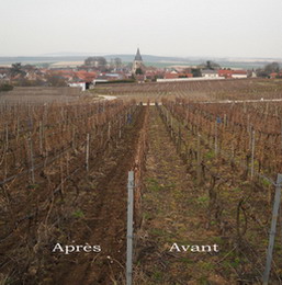  Champagne - labour de printemps - spring ploughing in the vineyards